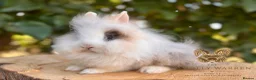 Lionhead rabbits for sale: Fully Vaccinated Lionheads Ready Now  - Advert 19