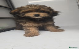 Pomapoo dogs for sale: POCKET SIZED POMAPOOS ~ READY NOW - Image 4