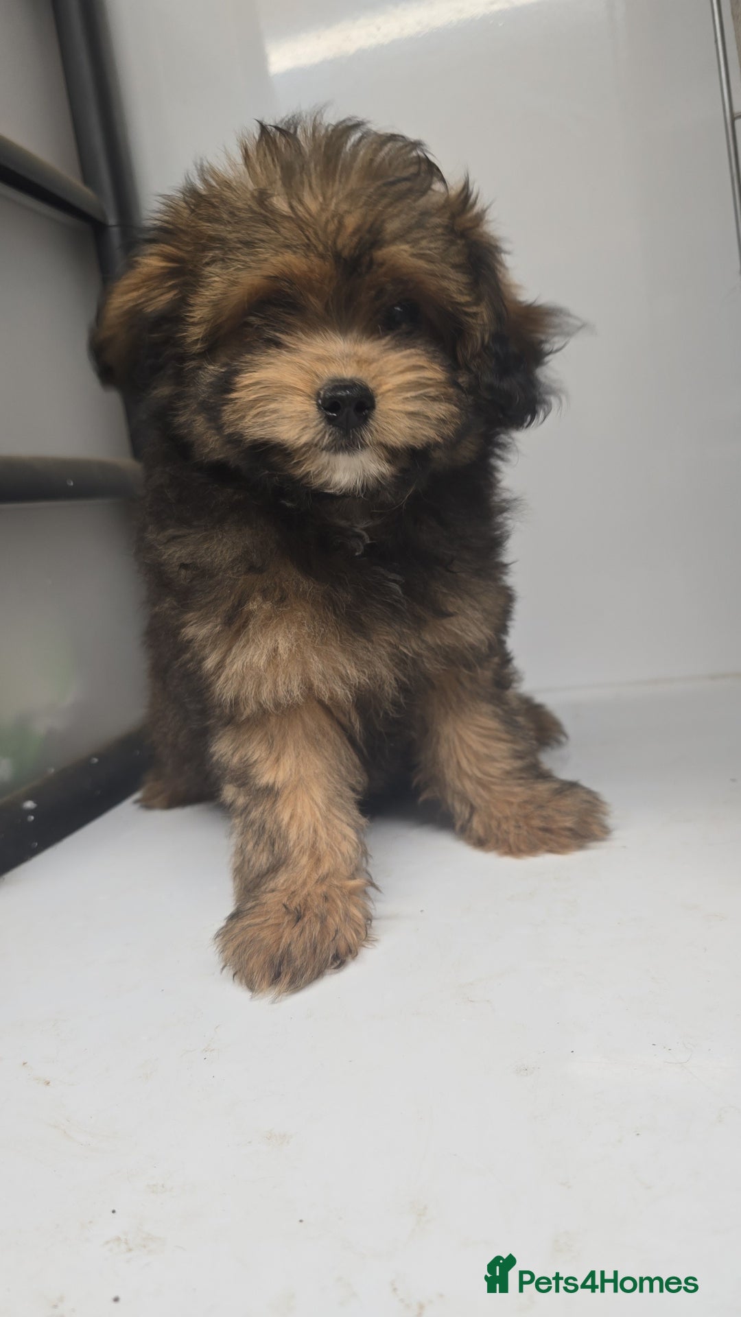 Pomapoo dogs for sale: POCKET SIZED POMAPOOS ~ READY NOW - Image 4