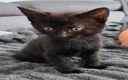 Mixed Breed cats for sale: Lovely little kitten girl - Image 3
