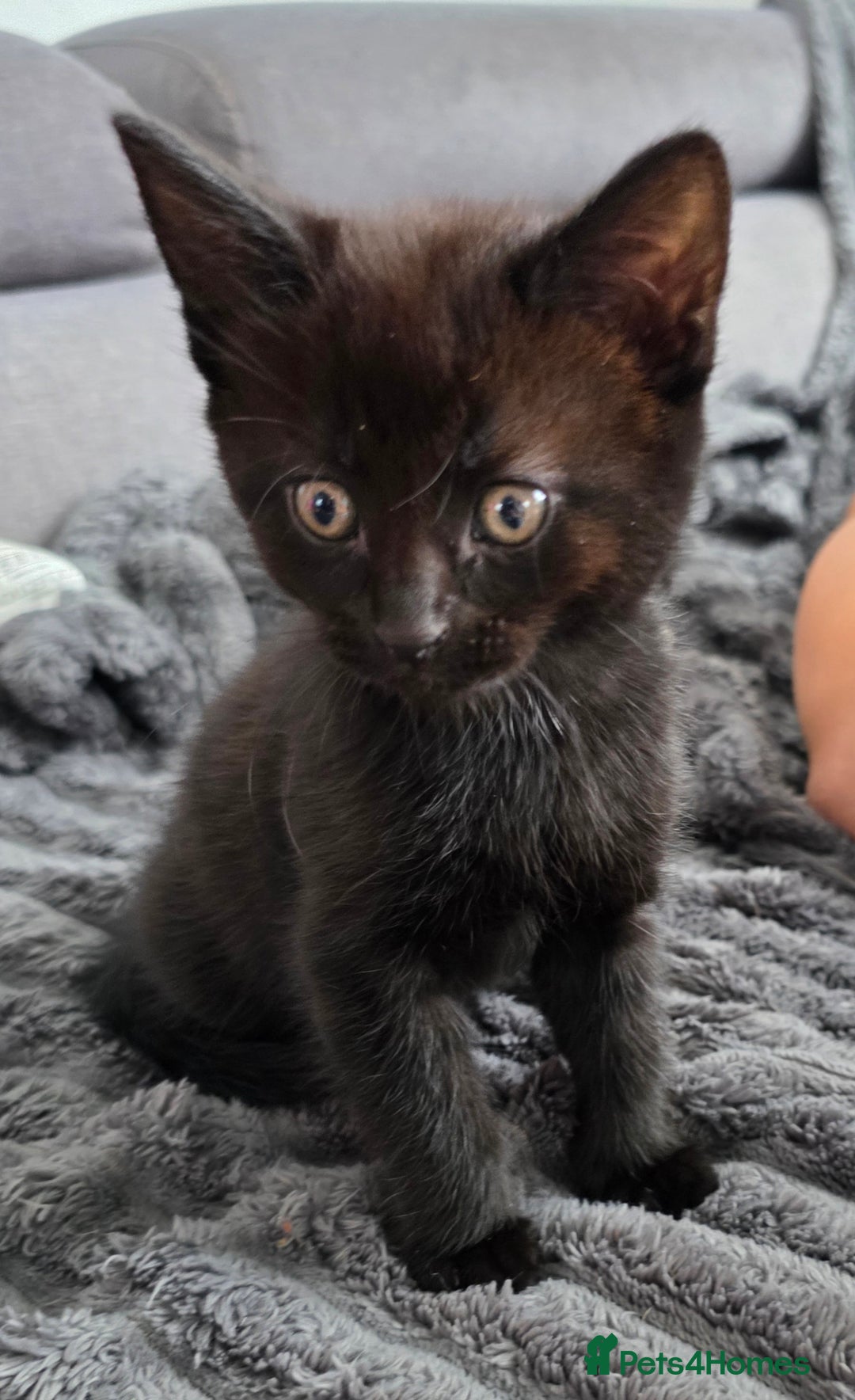 Mixed Breed cats for sale: Lovely little kitten girl - Image 3