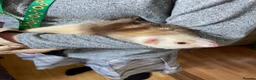 Ferret rodents for sale: Semi Angora Ferrets babies  in Radlett - Advert 7