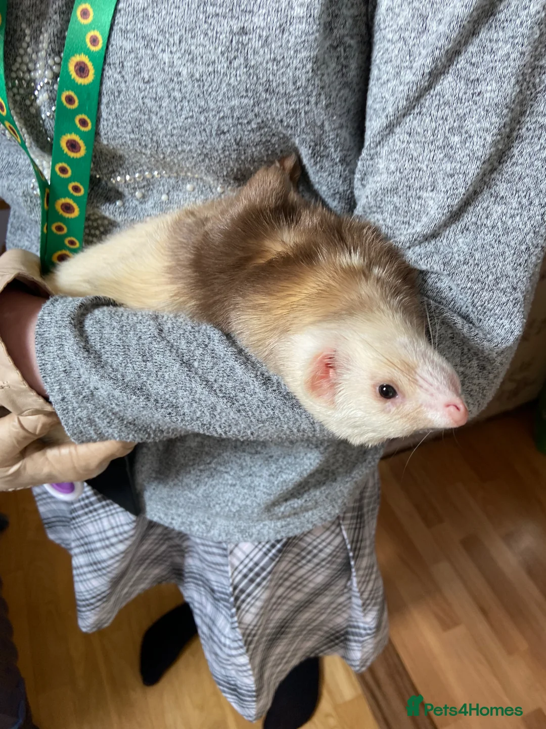 Ferret rodents for sale: Semi Angora Ferrets babies  in Radlett - Advert 7
