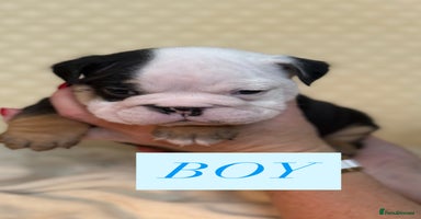 English Bulldog dogs - Advert 16