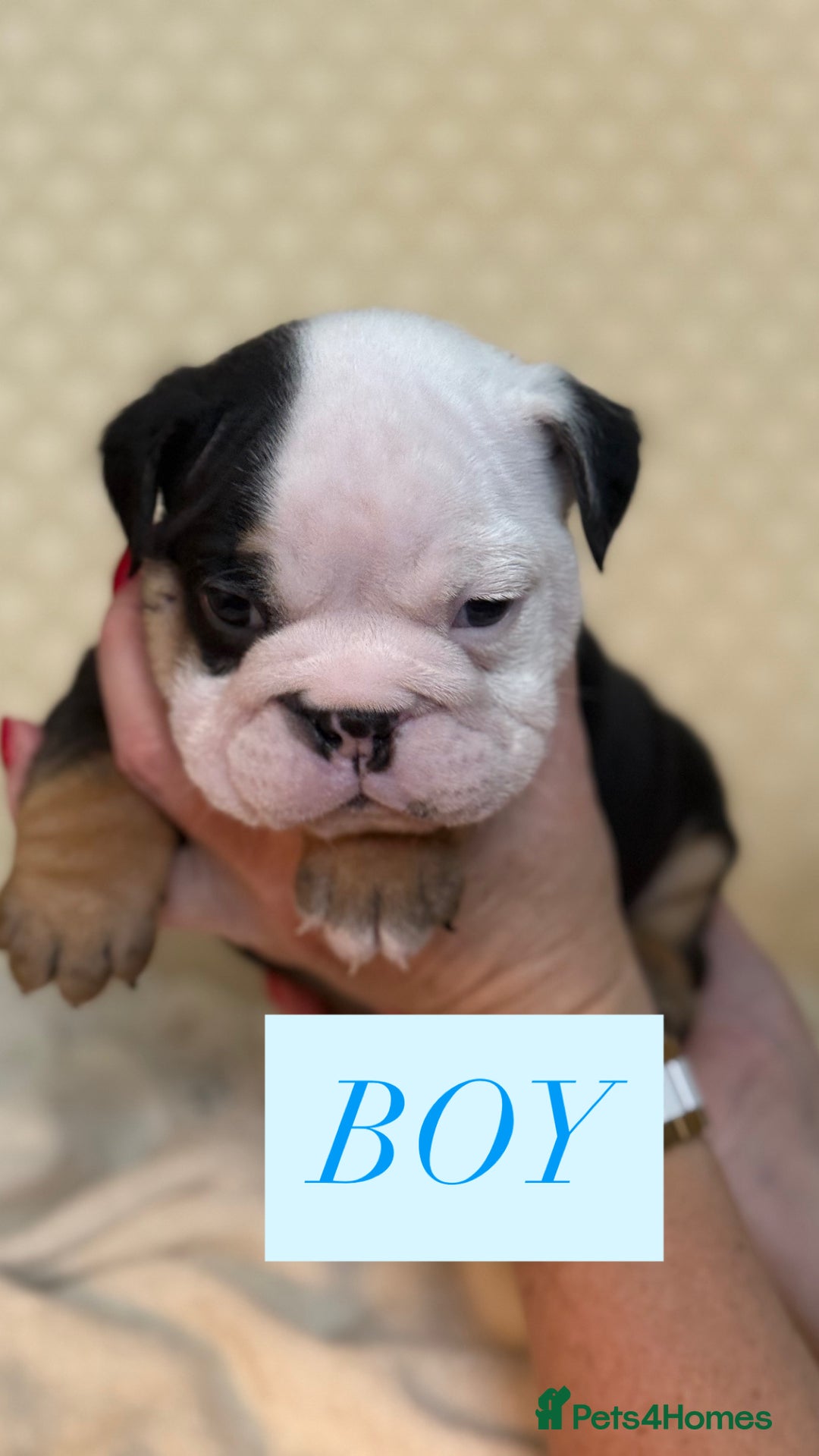 English Bulldog dogs for sale: English Bulldog - Image 3