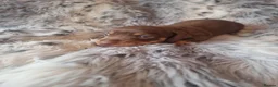 Miniature Dachshund dogs for sale: Stunning Top Quality Mini Dachshunds - Advert 10