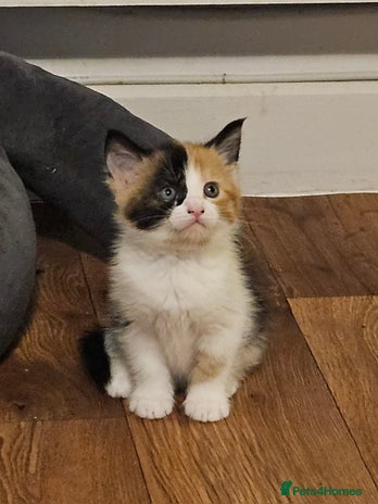 Mixed Breed cats - Advert 16