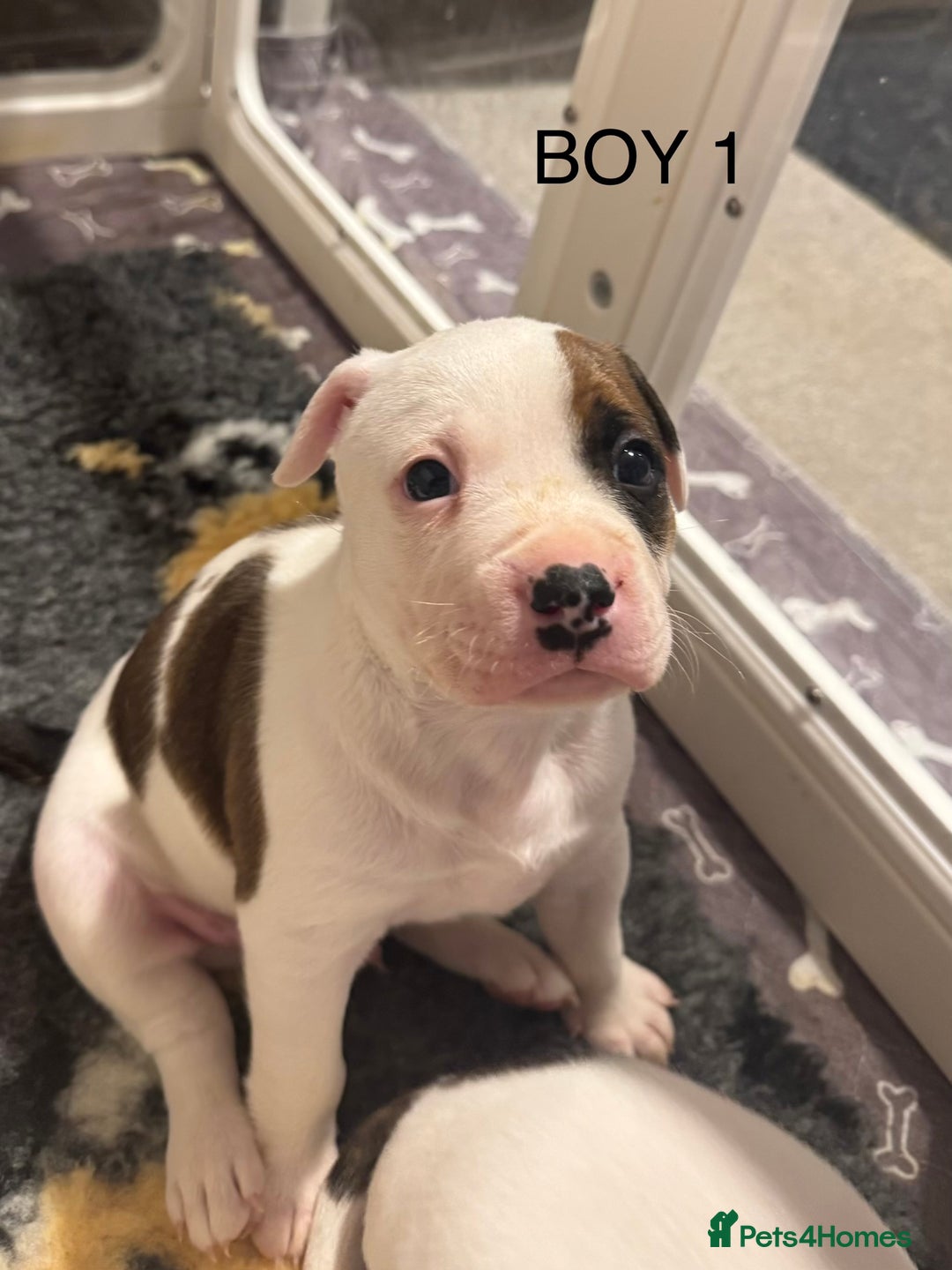 Staffordshire Bull Terrier dogs for sale: Staffordshire bull terrier puppies for sale Sale - Advert 13