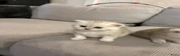 British Shorthair cats for sale: British shorthair kittens, breeded - Advert 20