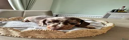 Miniature Dachshund dogs for sale: Beautiful Daches  - Advert 4