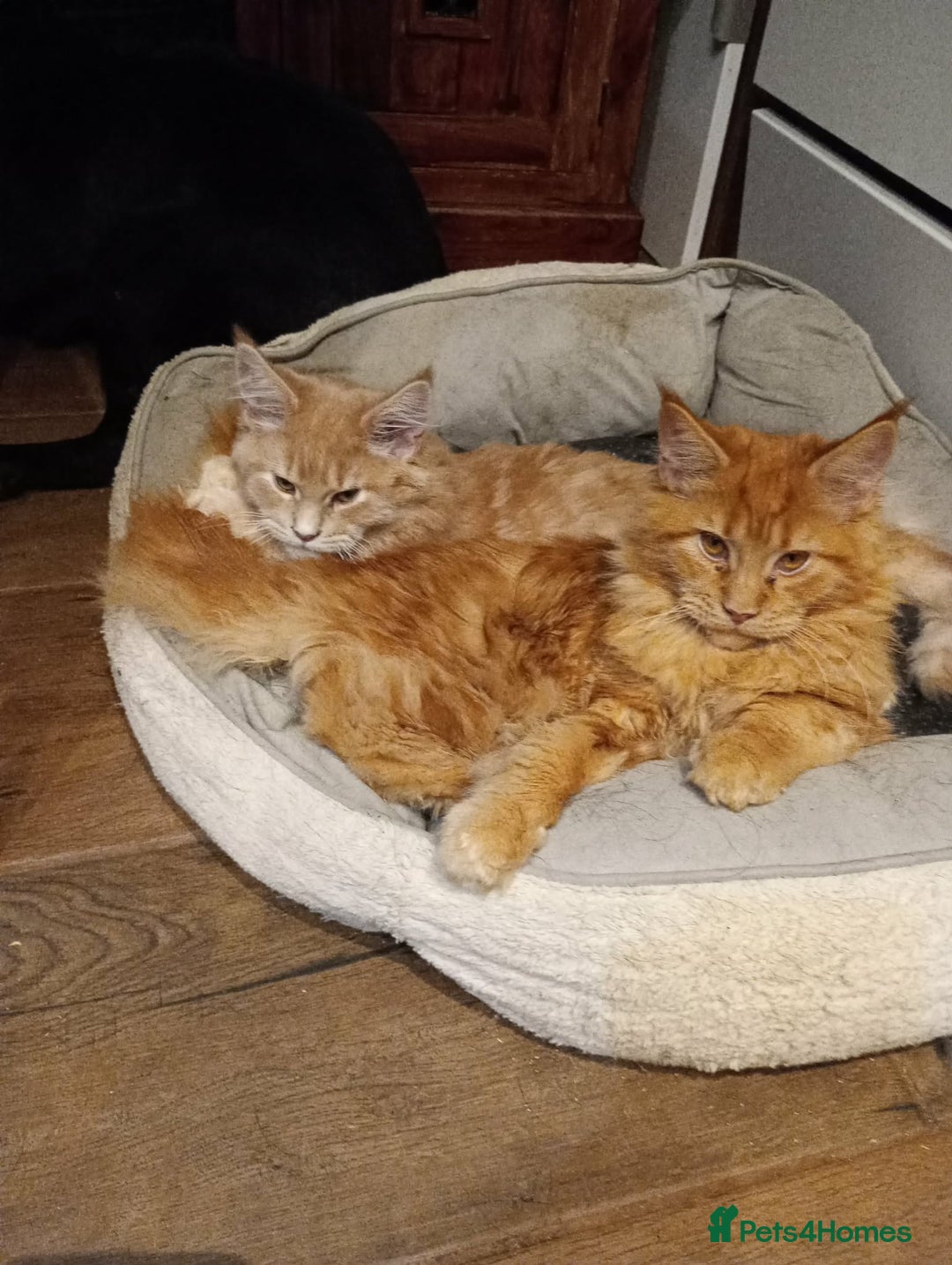 Maine Coon cats for sale: Maine coon pedigree xl - Advert 6