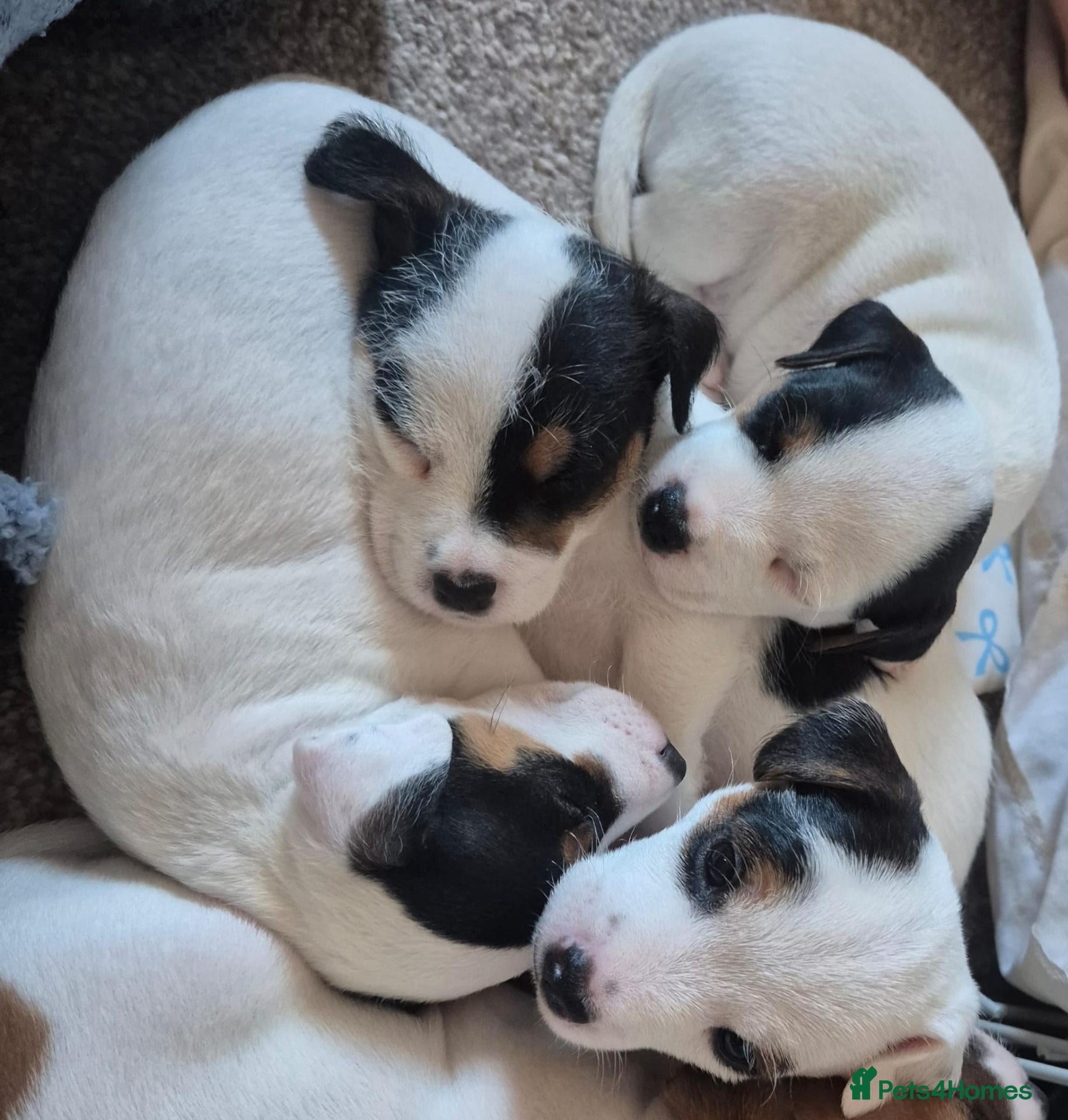 Parson Russell dogs for sale: Adorable Parsons terrier pups - Advert 2