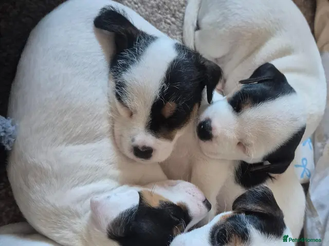 Parson Russell dogs for sale: Adorable Parsons terrier pups - Advert 2