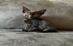 Bengal cats for sale: Kittens - Image 12