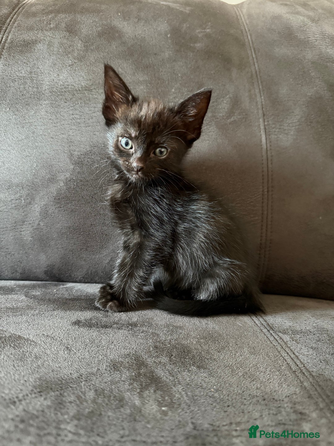 Bengal cats for sale: Kittens - Image 12