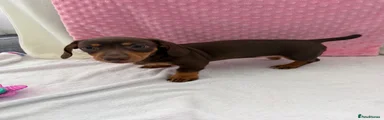 Miniature Dachshund 3