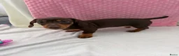 Miniature Dachshund dogs for sale: Miniature dachshund puppies in Largs - Advert 21