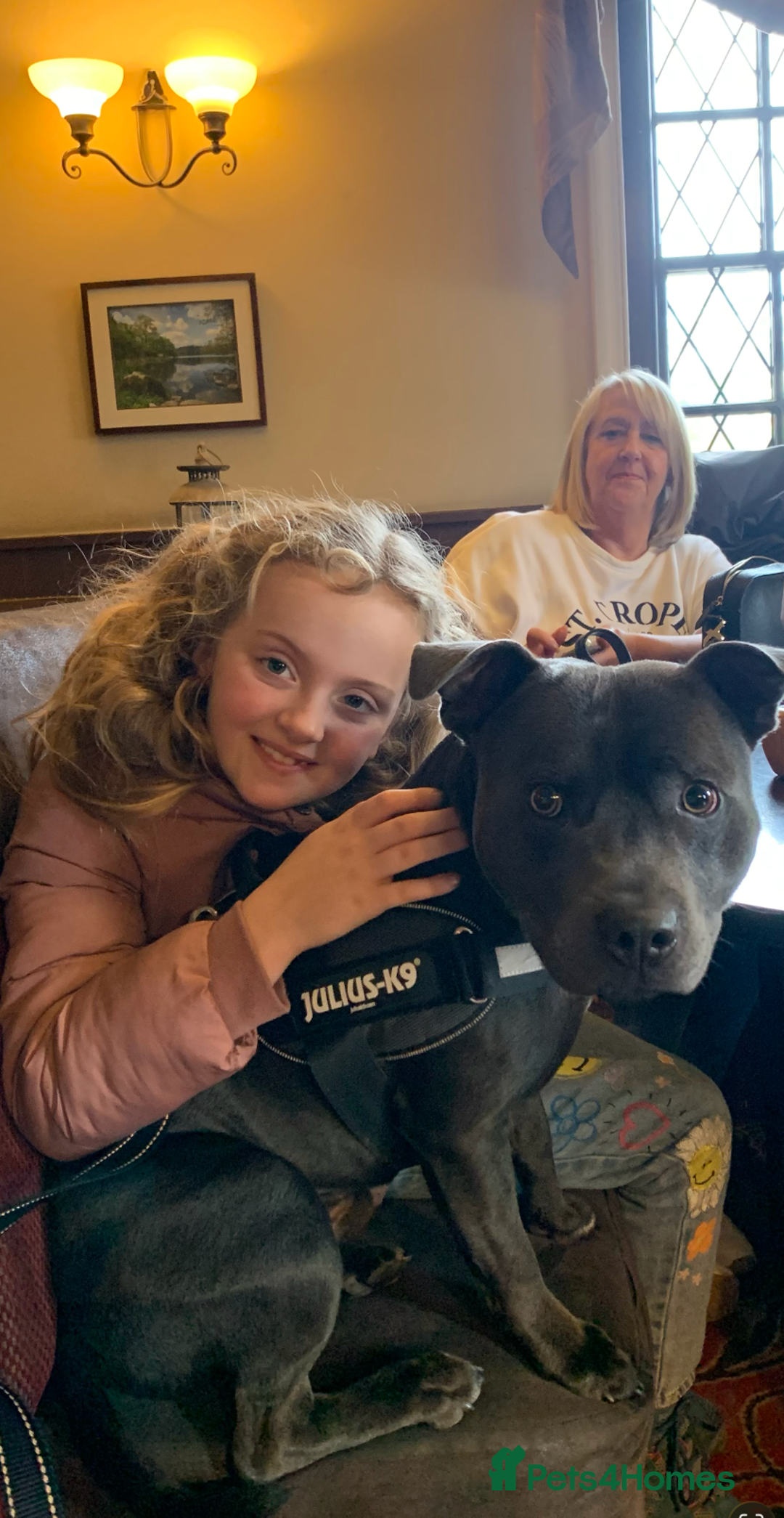 Staffordshire Bull Terrier dogs for sale: Obi is looking for a new loving home - Advert 11