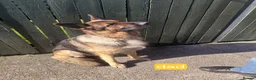 German Shepherd dogs for sale:  Pure bred German puppies  in Ayr - Advert 9