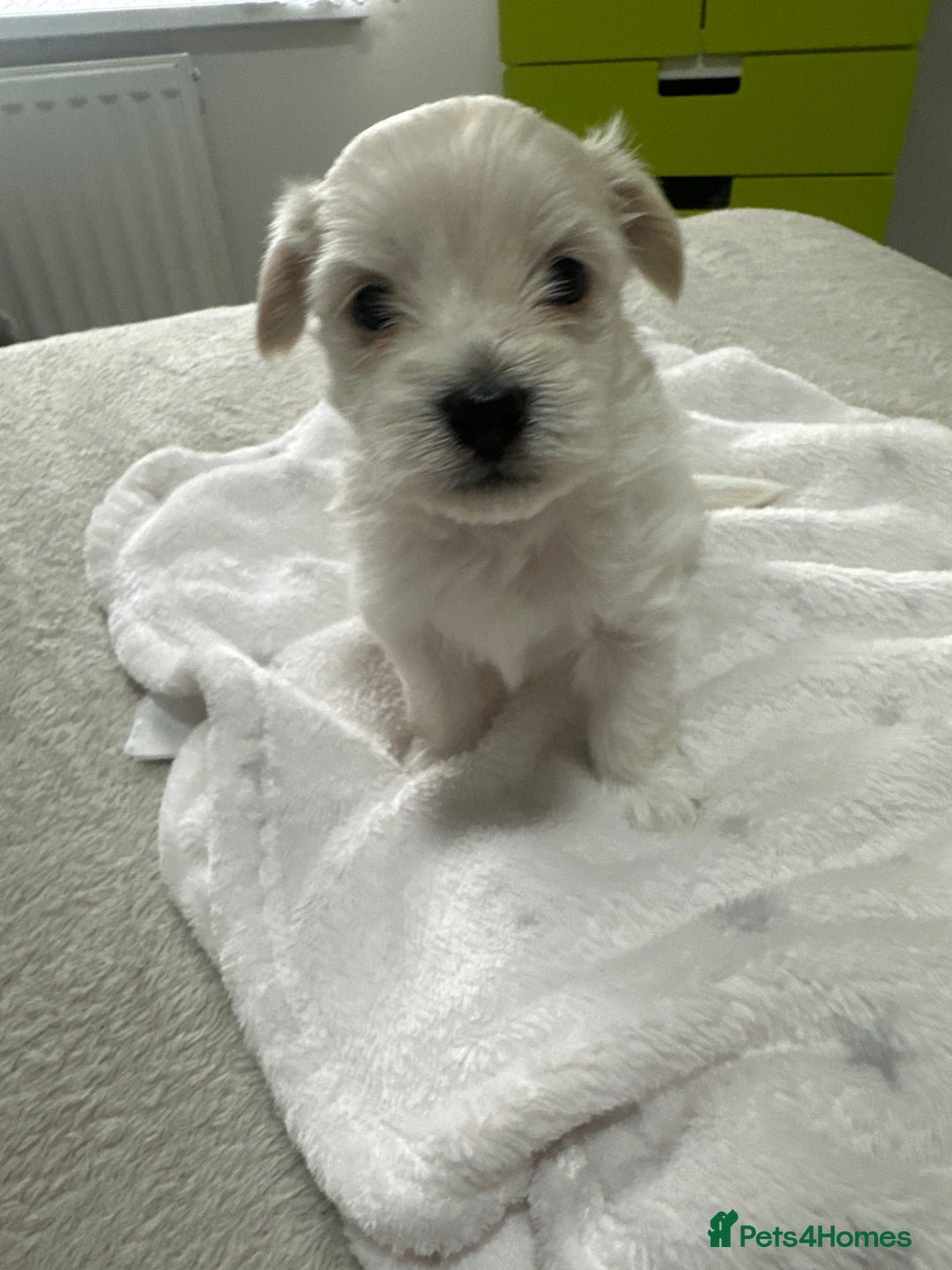 Bichon Frise dogs for sale: LAST PUPPY REMAINING - READY TO LEAVE 28th OFFERS! - Advert 17