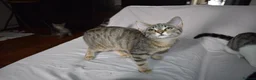 Mixed Breed cats for sale: 6 kittens desperately looking for a forever home - Advert 7