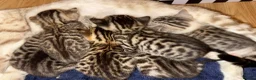 Bengal cats for sale: Cashmere coat bengals - Advert 4