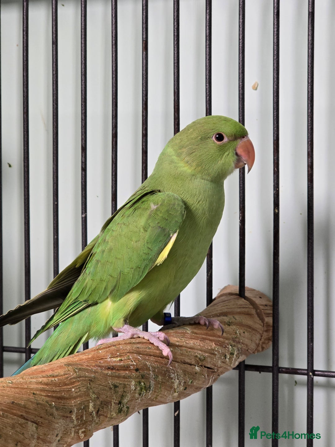 Ringnecks birds for sale: Beautiful Baby Ringnecks available now!!! - Image 4