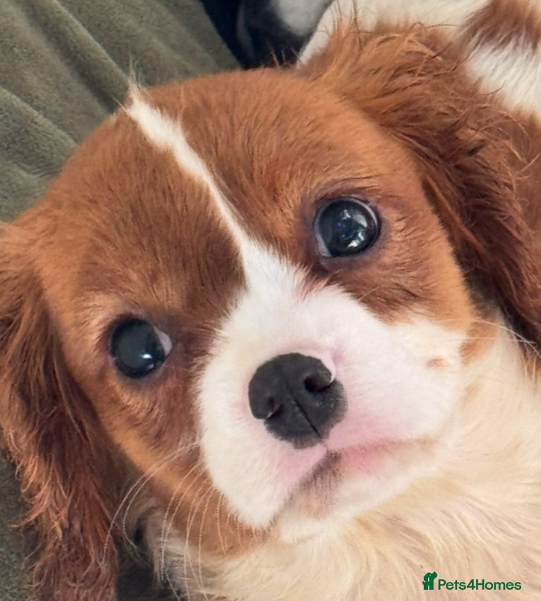 Cavalier King Charles Spaniel dogs Pippin - Health-checked Blenheim Boy - Advert 1