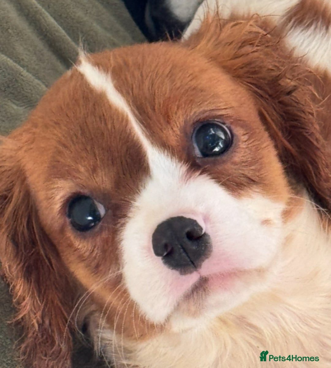 Cavalier King Charles Spaniel dogs for sale: Pippin - Health-checked Blenheim Boy - Advert 1