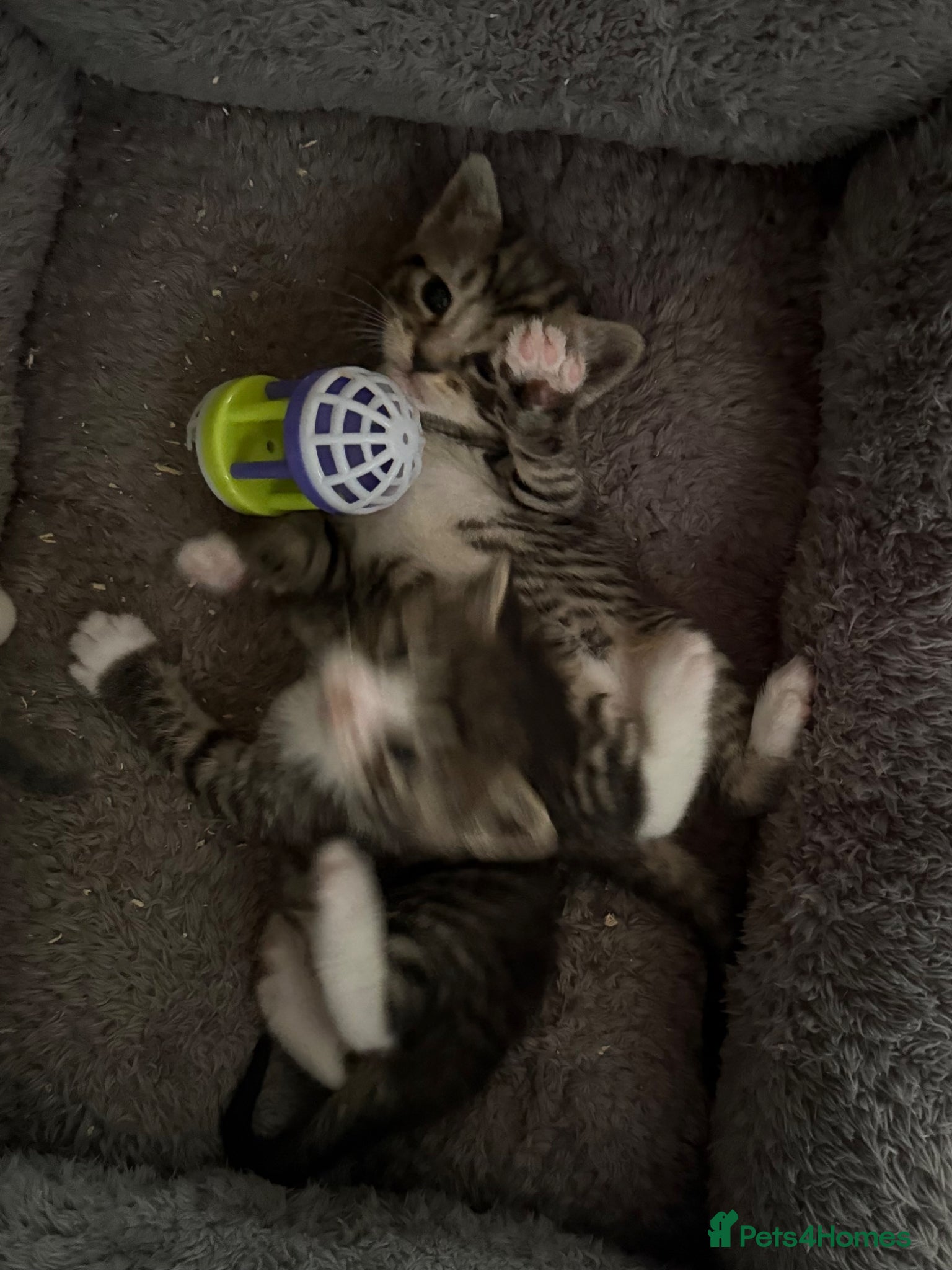 British Shorthair cats Bsh cross kittens  - Advert 13