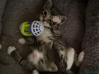 British Shorthair cats Bsh cross kittens - Advert 13