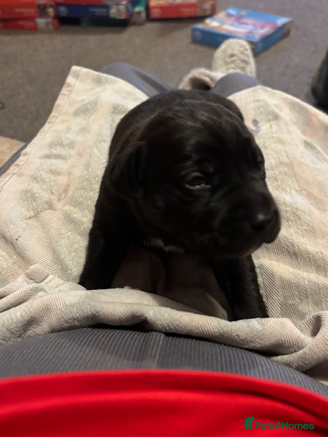 Mixed Breed dogs for sale: Beautiful Staffadors 4 weeks old  - Advert 5