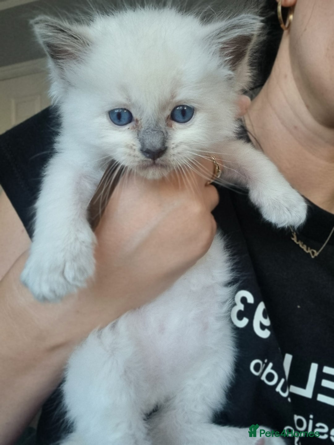 Ragdoll cats for sale: Adorable Ragdoll Kittens - READY NEXT WEEK - Image 9
