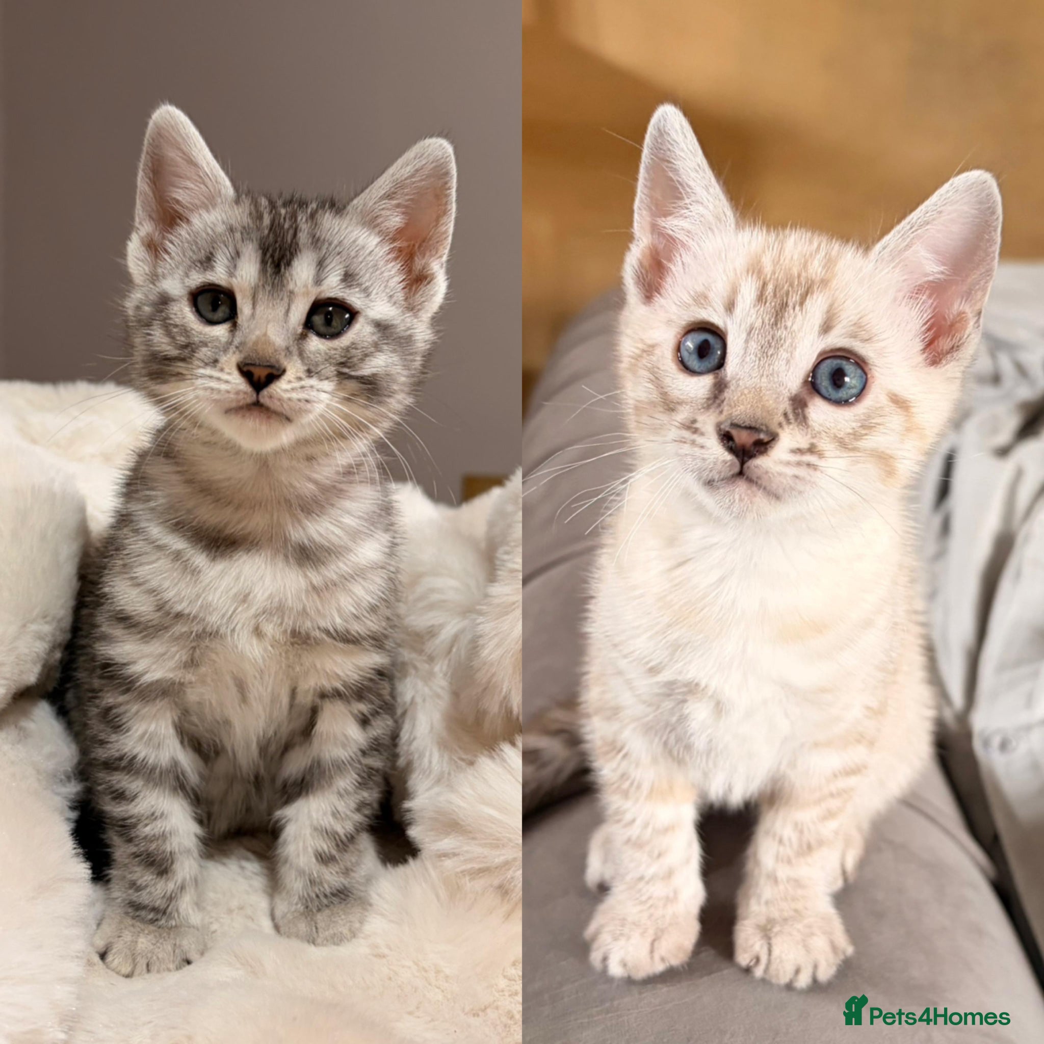 Bengal cats Tempest Bengal TICA registered kittens  - Advert 1