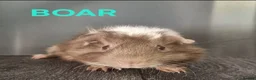 Guinea Pig rodents for sale: Beautiful Male Baby Guinea Pigs for sale  - Advert 12