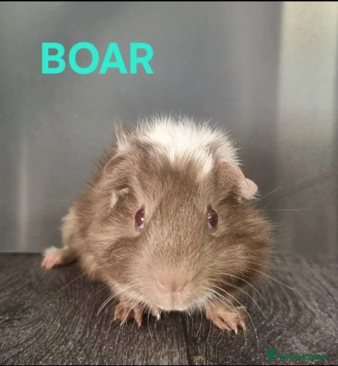 Guinea Pig rodents for sale: Beautiful Male Baby Guinea Pigs for sale  - Advert 12