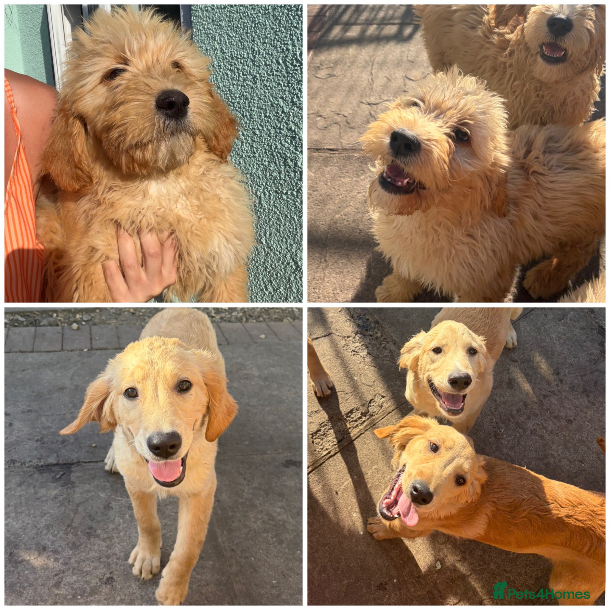 Goldendoodle dogs Goldendoodle pups - Advert 1