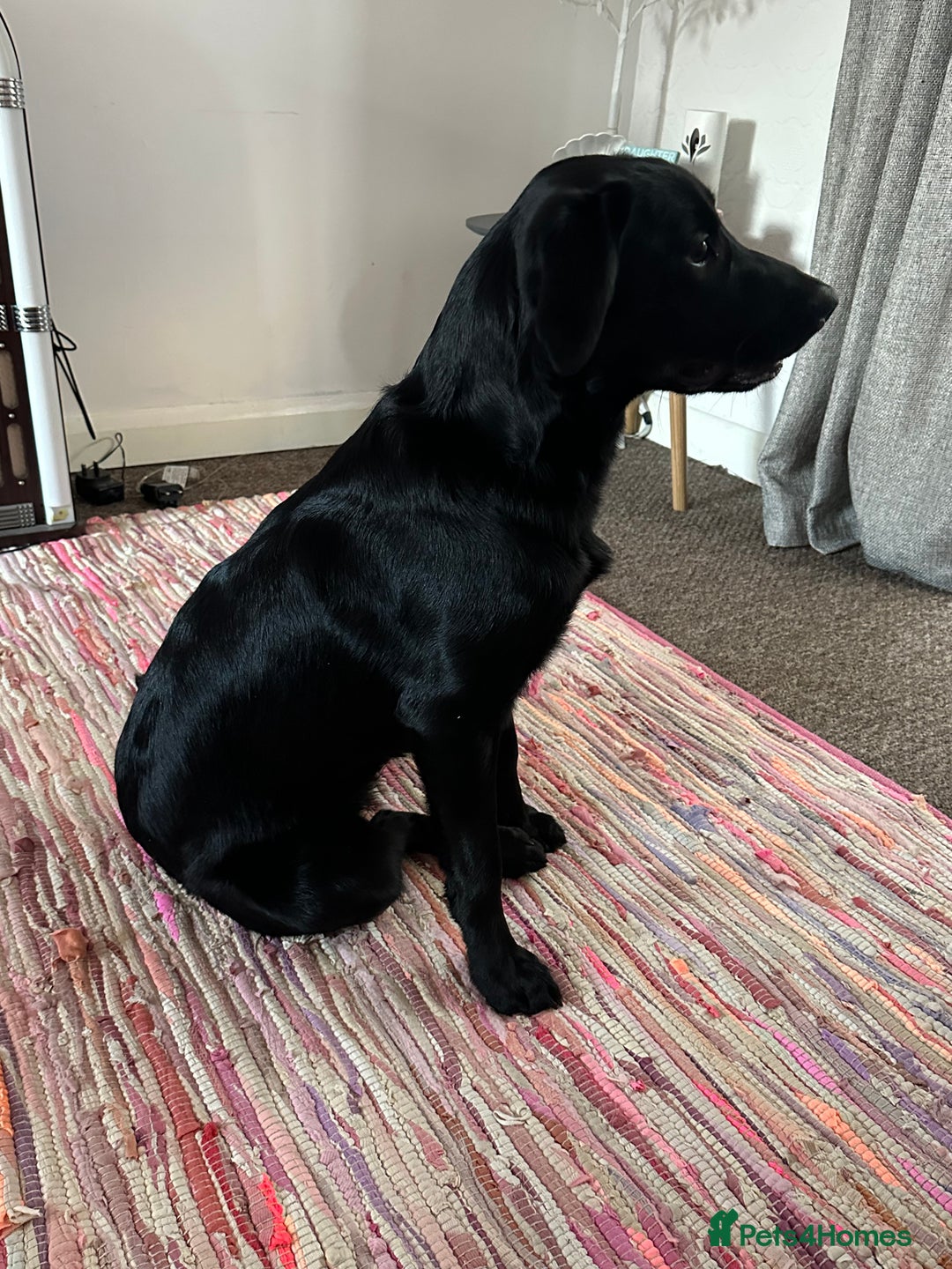 Borador dogs for sale: 11 month collie x Labrador  - Image 2
