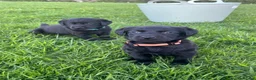 Labrador Retriever dogs for sale: 8 Labrador puppies for sale - Advert 12