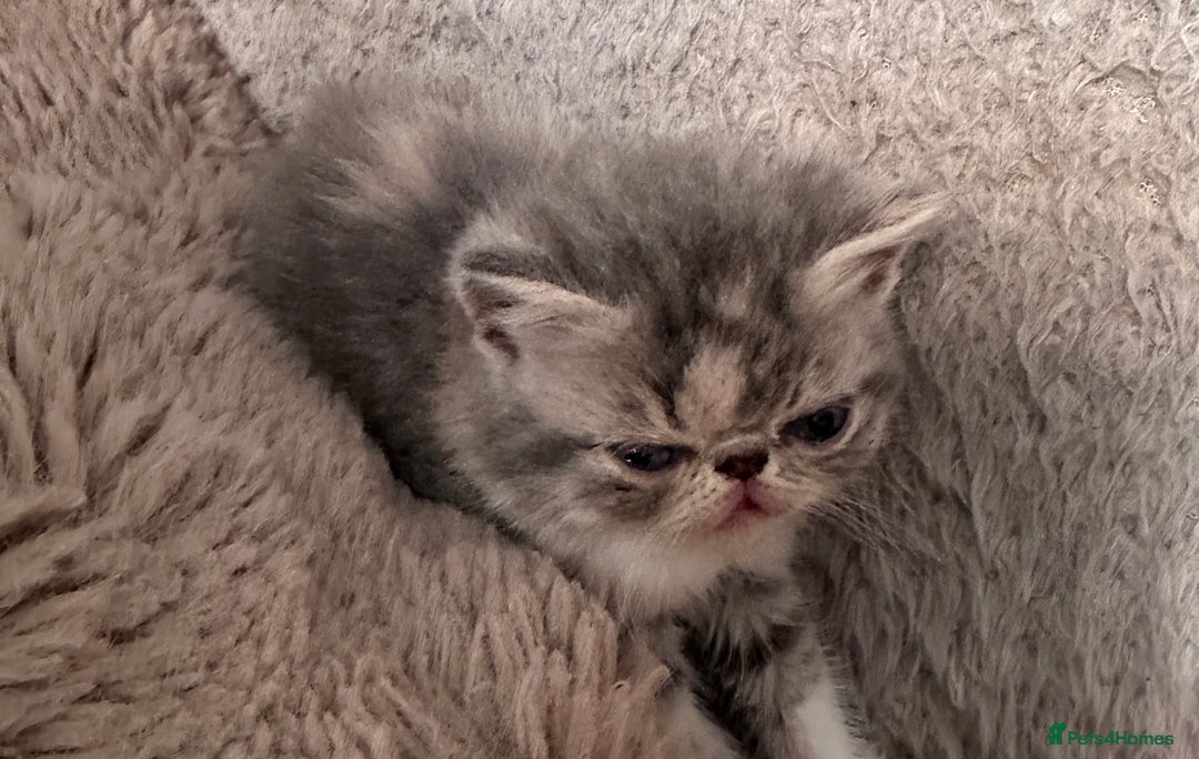 Exotic cats for sale: SHOW QUALITY GCCF REGISTERED KITTENS - Image 4