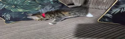Bengal cats for sale: Bengal X DLH kittens  - Advert 15