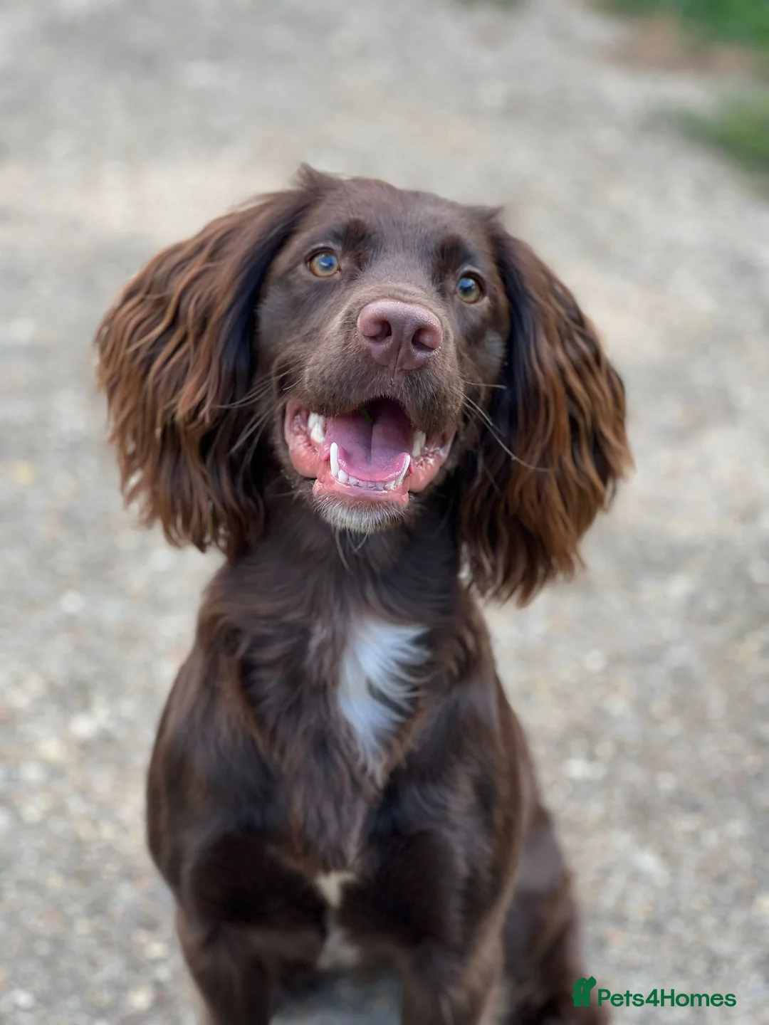 English Springer Spaniel dogs for sale: Beautiful Springers looking for forever homes in Burnham-on-Crouch - Advert 1
