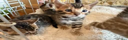 Bengal cats for sale: Outstanding Pedigree TICA Bengal Kittens - Advert 8