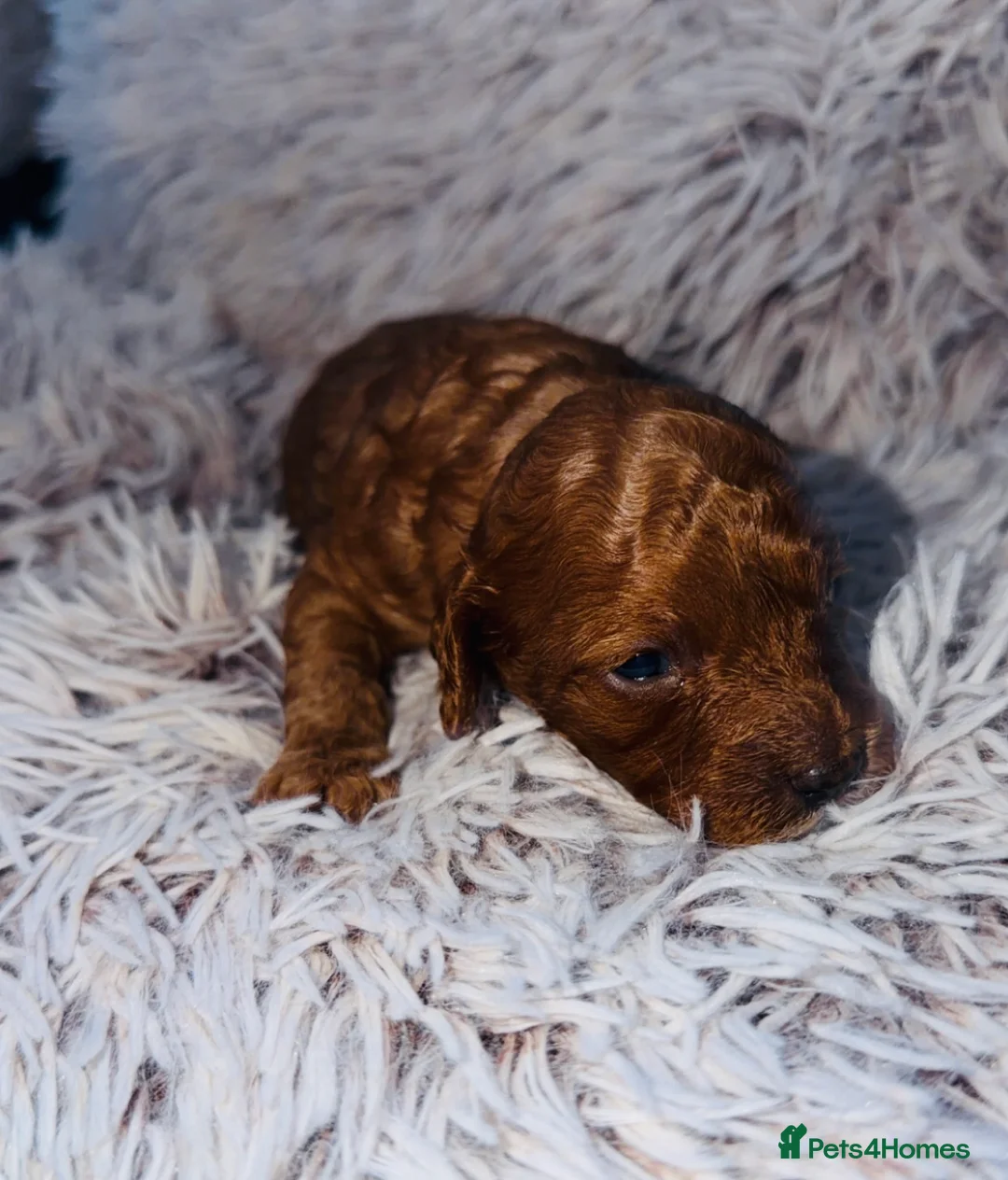 Cavapoo dogs for sale: Cavapoo Puppies  in Nuneaton - Advert 2