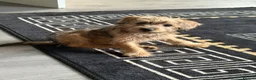 Mixed Breed dogs for sale: Poodle cross bull terrier  - Advert 2