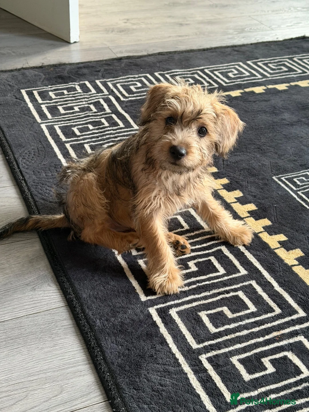 Mixed Breed dogs for sale: Poodle cross bull terrier  - Advert 2