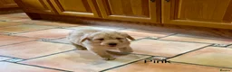 Labradoodle dogs for sale: Miniature Labradoodles frm licensed Exp breeder - Advert 8