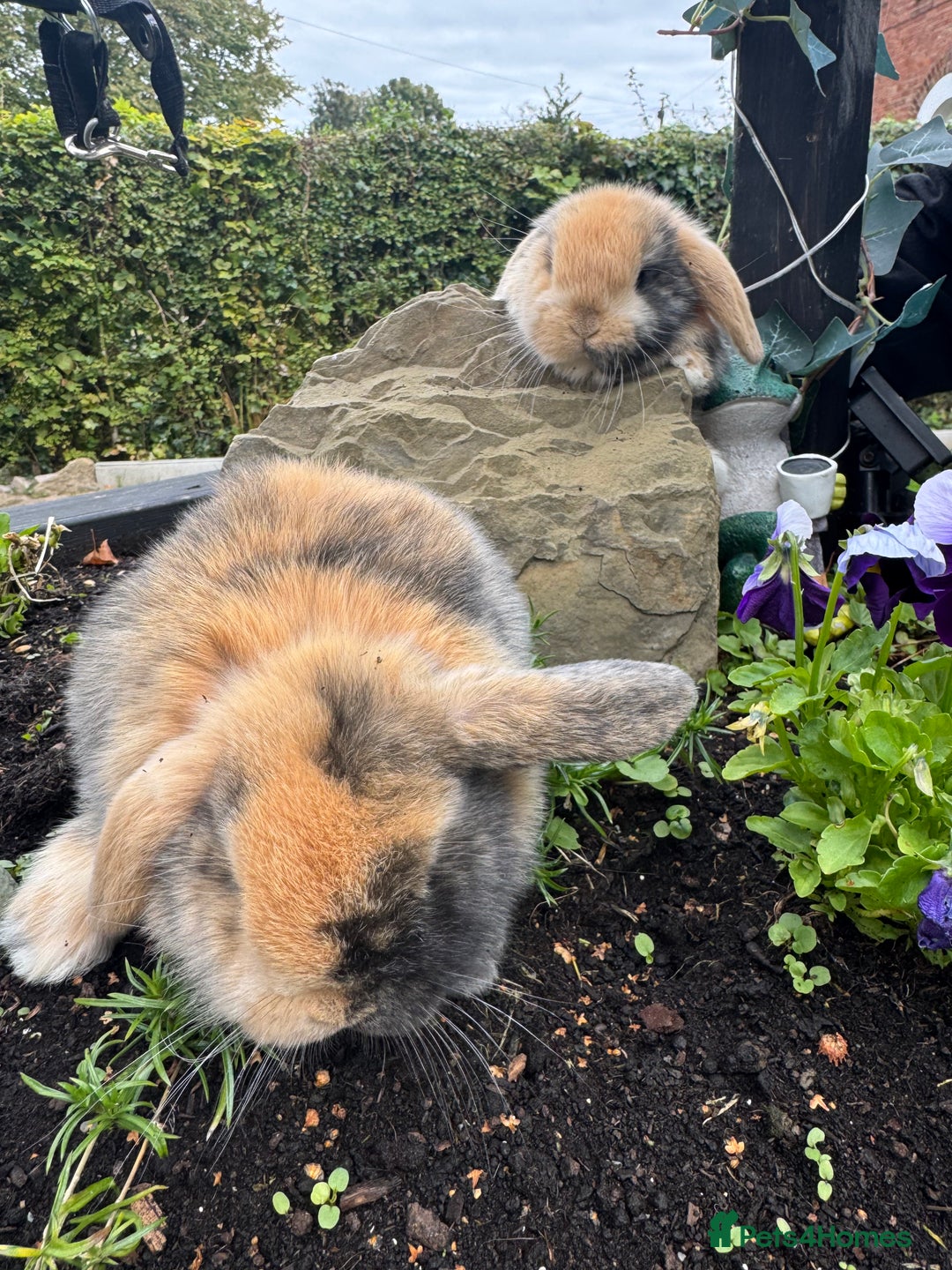 Netherland Dwarf rabbits for sale: Still available pedigree mini lop sisters 12/10/25 - Image 4