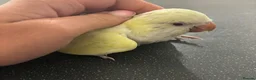 Parrots birds for sale: GORGEOUS HANDREARED QUAKERS  - Advert 3