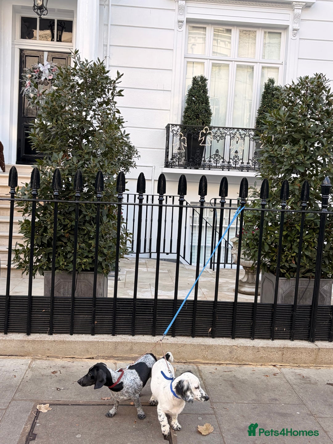 Dachshund dogs for sale: Last piebold black and white Dachshund Puppy  - Advert 17